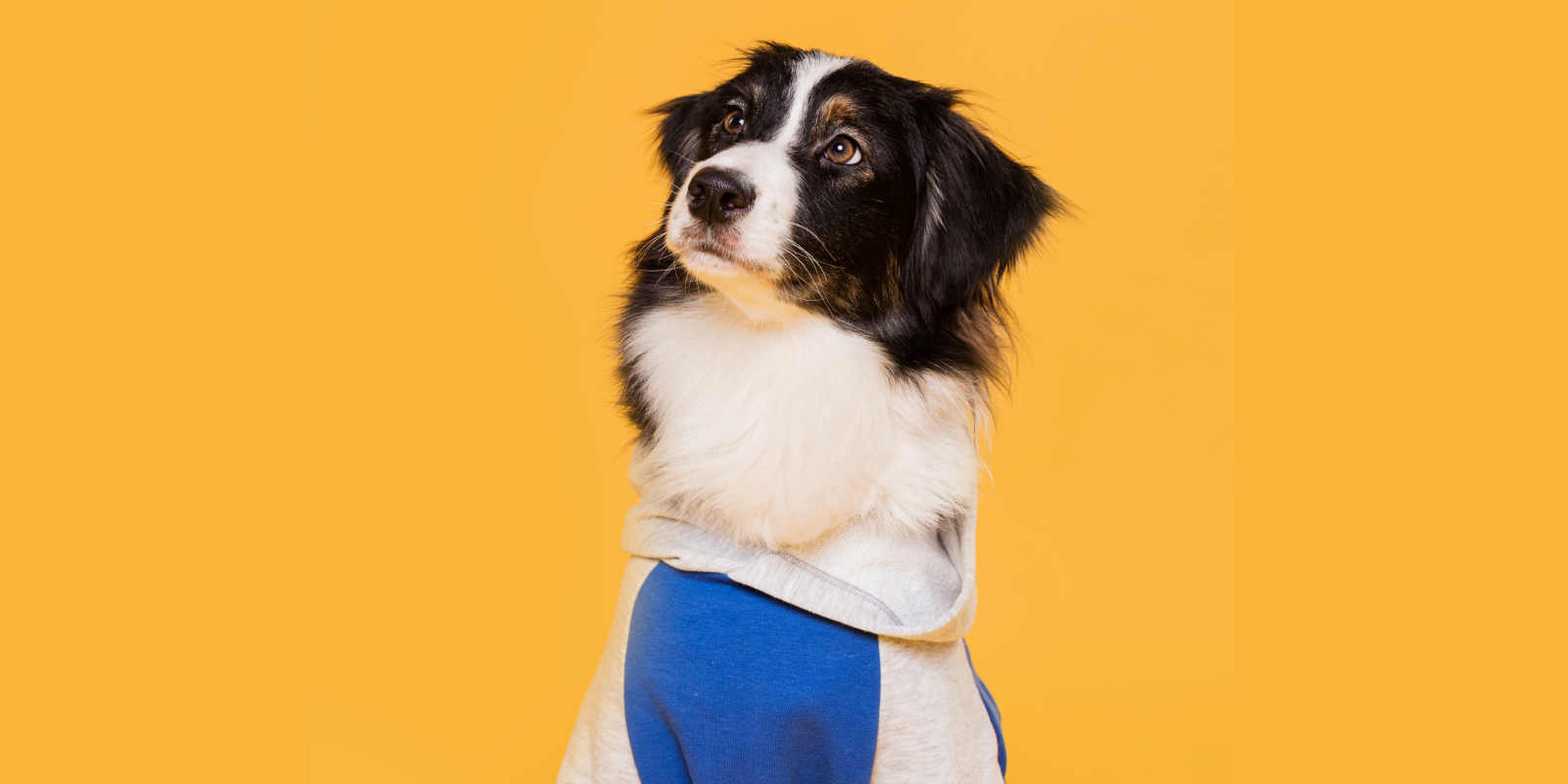 Order Pet Care online near me